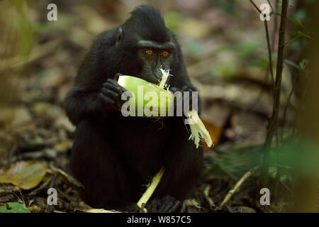 Les Célèbes / Black crested macaque (Macaca nigra) alimentation juvénile sur la noix de coco, le Parc National de Tangkoko, Sulawesi, Indonésie. Banque D'Images