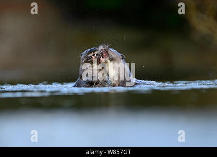 Loutre d'Europe (Lutra lutra) jeunes adultes autour de 1 ans jouer les combats dans l'eau. River Thet, Thetford, Norfolk, UK, mars. Banque D'Images