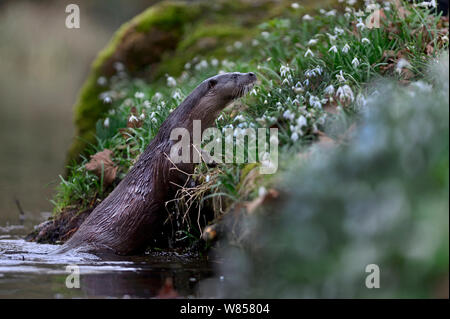 Rivière à la loutre (Lutra lutra) escalade de River Thet, Thetford, Norfolk, Mars Banque D'Images