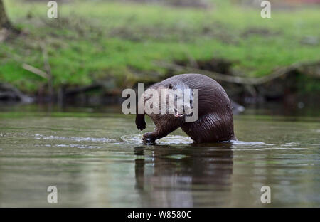 Rivière à la loutre (Lutra lutra) sur la rivière Thet, Thetford, Norfolk, Mars Banque D'Images