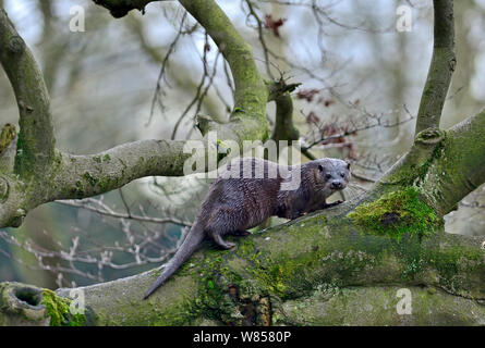 Rivière à la loutre (Lutra lutra) arbre d'escalade sur la rivière Thet, Thetford, Norfolk, Mars Banque D'Images