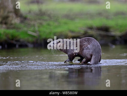 Rivière à la loutre (Lutra lutra) sur la rivière Thet, Thetford, Norfolk, Mars Banque D'Images