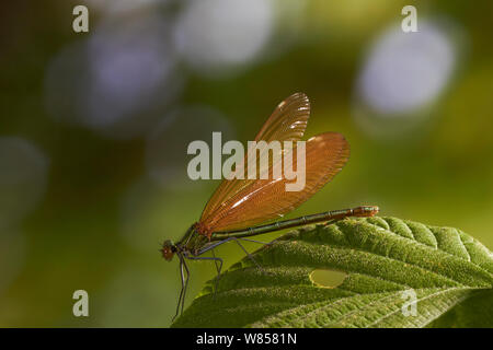 Belle demoiselle (Agrion vierge) Femme, reposant sur feuille, England, UK, Mai Banque D'Images