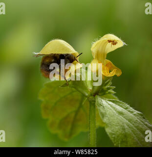 Bourdon (Bombus) lamier jaune en fleur, l'Angleterre, Mai Banque D'Images