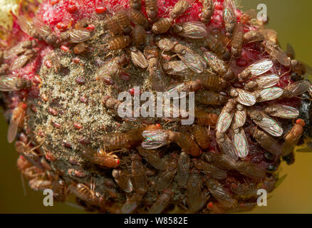 Les mouches à fruits (Drosophila melanogaster) sur la fraise en décomposition, England, UK, Août Banque D'Images