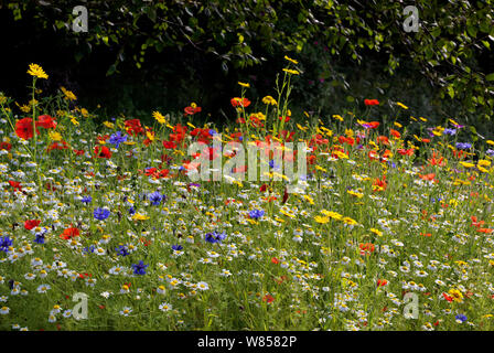 Pré de fleurs sauvages en fleur y compris le bleuet (Centaurea cyanus), orn marigold (Glebionis segetum), Corncockle (Agrostemma githago) et de pavot (Papaver rhoeas), England, UK, Juillet Banque D'Images