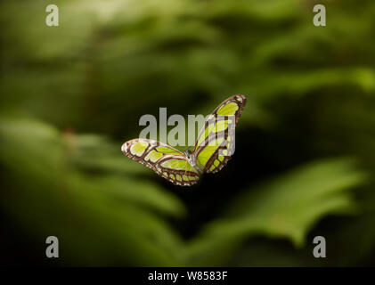 Heliconid (papillon vert Philaethria dido) en vol, des conditions contrôlées, de l'Amérique du Sud Banque D'Images