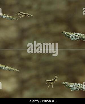 Marpissa muscosa clôture (araignée) une séquence de saut, de la famille des Strabomantidae. Les araignées aranéomorphes / Saut d'utiliser l'énergie hydraulique pour alimenter leurs sauts. Composite Banque D'Images