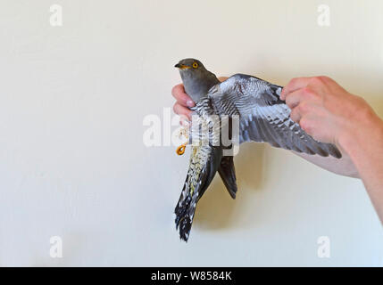 (Cuculus canorus Cuckoo) tourné sur Malte, retrouvé par BirdLife Malte Springwatch Camp, à Malte, en avril 2013 Banque D'Images