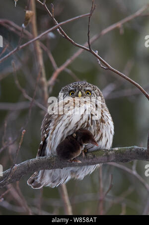 Chouette naine (Glaucidium passerinum) avec des proies de la musaraigne, Helsinki, Finlande, janvier Banque D'Images