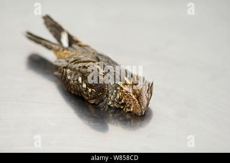 (Caprimulgus europaeus Nightjar) tourné en aile et présentée par l'EFP, Birdlife Malte Springwatch Camp, à Malte, en avril 2013 Banque D'Images