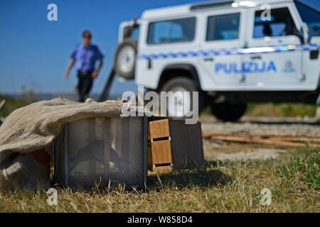 Application du droit administratif (ALE) avec la police a confisqué tourterelles (Streptopelia turtur) et l'équipement de dove secteur de piégeage, au cours de BirdLife Malte Springwatch Camp, Avril 2013 Banque D'Images