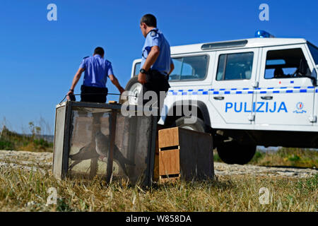 Application du droit administratif (ALE) avec la police a confisqué tourterelles (Streptopelia turtur) et l'équipement de dove secteur de piégeage, au cours de BirdLife Malte Springwatch Camp, Avril 2013 Banque D'Images