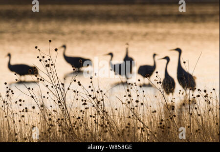 La grue du Canada (Grus canadensis) sur l'étang de perchage Bosque del Apache, New Mexico, USA, Janvier Banque D'Images