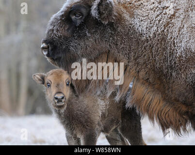 Bison d'Europe (Bison bonasus) veau et mère. Efody «', premier veau né à nouveau troupeau dans la forêt de Briansk. Forêt de Briansk Zapovednik, Kamchatka, Extrême-Orient russe, mai. Banque D'Images