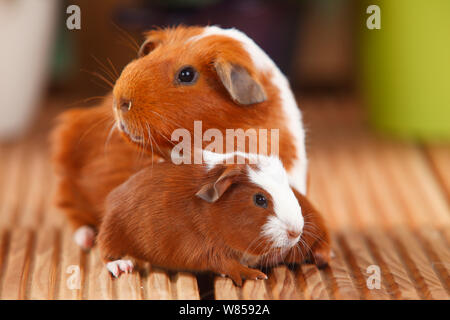 Cochon d'Anglais, Anglais chiot avec Crested cobaye, rouge-blanc, 4 jours Banque D'Images