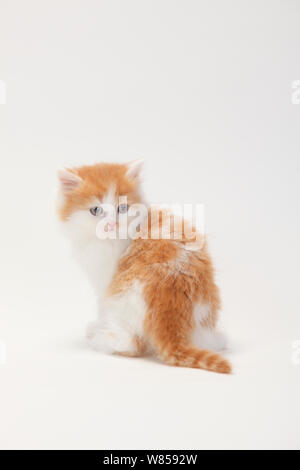 British Longhair chat, chaton de 8 semaines assis, avec couche de blanc-rouge Banque D'Images