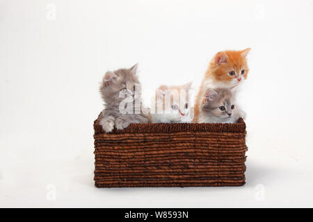 British Longhair chats, quatre chatons âgés de 10 semaines assis dans le panier Banque D'Images