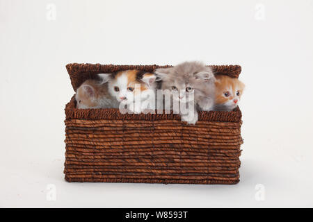 British Longhair chats, quatre chatons âgés de 10 semaines assis dans le panier. Banque D'Images