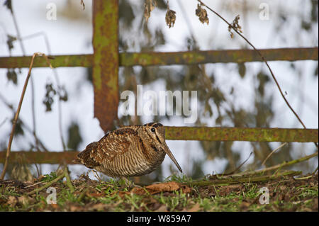 La Bécasse des bois (Scolopax ruticola) Norfolk, Décembre Banque D'Images