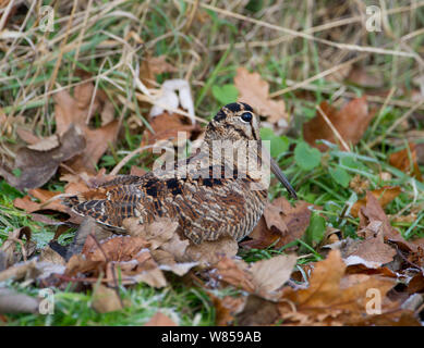 La Bécasse des bois (Scolopax ruticola) Norfolk, Décembre Banque D'Images