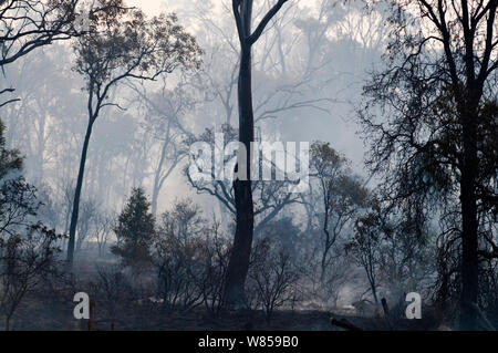 Après un feu de broussailles près Tours Charte Queensland, Australie Banque D'Images