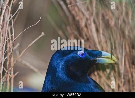 Oiseau Satin (Ptilonorhynchus violaceus) bâtiment mâle Bower, Lamington NP, Queensland, Australie, septembre Banque D'Images