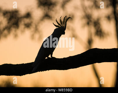 Teneur en soufre cacatoès soufré (Cacatua galerita) silhouetté tôt le matin, Miles, Queensland, Australie Banque D'Images