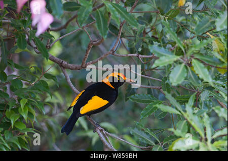 Regent (oiseau Sericulus chrysocephalus) mâle, Lamington NP, Queensland, Australie Banque D'Images