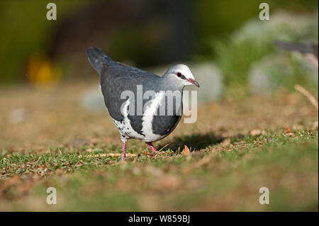 Wonga Pigeon (Leucosarcia melanoleuca) NP Lamington, Queensland, Australie Banque D'Images