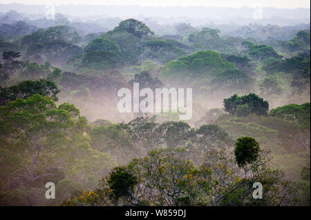 Voir l'ensemble couvert de forêt amazonienne à l'aube, le Pérou Tambopata Banque D'Images