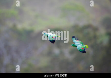 (Amazona farinosa perroquets farineuse) volant au-dessus de la canopée de la forêt amazonienne, Tambopata, Pérou Banque D'Images