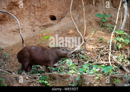 Capybara (Hydrochoerus hydrochaeris) à une argile lécher sur les banques de la rivière Tambopata, au bassin de l'Amazone, au Pérou Banque D'Images