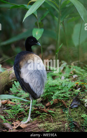 Grey-winged Trumpeter (Psophia crepitans) forêt amazonienne, le Pérou Banque D'Images