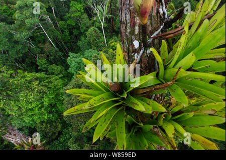 Bromeliaceae broméliacées (sp) croissant sur les arbres émergent en forêt vierge, près de Lima, Pérou, Amazon Banque D'Images