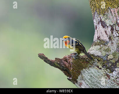 Barbet doré (Capito auratus) mâle, Amazon, Pérou Banque D'Images