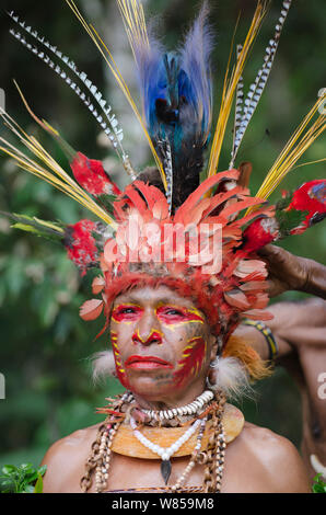 Jika danseur tribal ayant sa tête dress préparé, Paiya chanter chanter-ouest des Highlands, la Papouasie-Nouvelle-Guinée. Pièce maîtresse est un ensemble de la peau d'un oiseau de paradis bleu. Août 2011 Banque D'Images