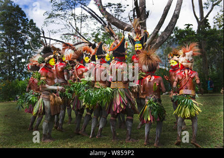 Huli Wigmen de la Tari Valley, Southern Highlands, l'exécution à un Sing-sing Mount Hagen, la Papouasie-Nouvelle-Guinée. Portant des plumes d'oiseaux de paradis et particulièrement Raggiana plumes plumes Oiseaux de paradis. Août 2011 Banque D'Images