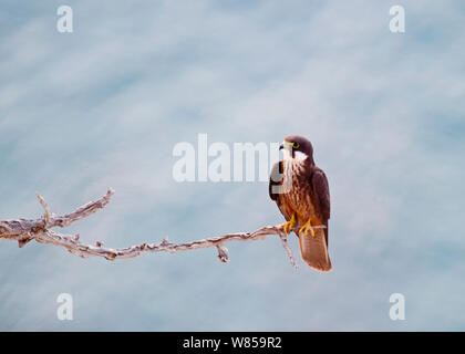 Eleonora's Falcon (Falco eleonarae) morph pâle septembre, Chypre Banque D'Images