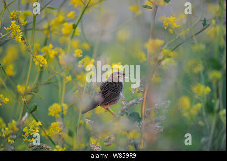 Locustella naevia Grasshopper Warbler (Norfolk), juin Banque D'Images