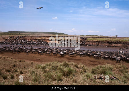 Le Gnou barbu (Connochaetes taurinus) avec au-dessus de vautour, troupeau traversant la rivière Mara Masai Mara National Reserve, Kenya, juillet Banque D'Images