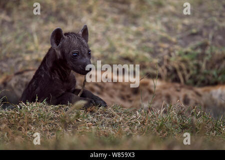 L'Hyène tachetée (Crocuta crocuta) pup âgés de 2 à 3 mois. Le Masai Mara National Reserve, Kenya, juillet Banque D'Images