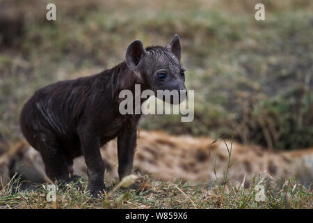 L'Hyène tachetée (Crocuta crocuta) pup âgés de 2 à 3 mois. Le Masai Mara National Reserve, Kenya, juillet Banque D'Images