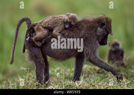 Des babouins Olive (Papio cynocephalus anubis) Femme portant un bébé sur son dos à la recherche de nourriture. Le Masai Mara National Reserve, Kenya, juillet Banque D'Images