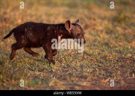 L'Hyène tachetée (Crocuta crocuta) pup âgés de 2 à 3 mois. Le Masai Mara National Reserve, Kenya, juillet Banque D'Images