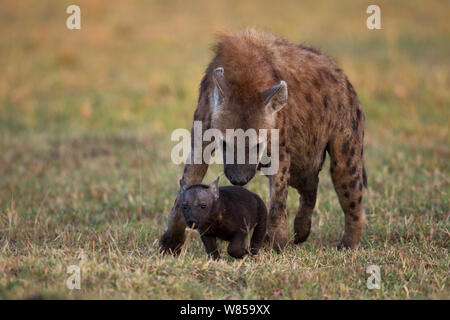 L'Hyène tachetée (Crocuta crocuta) avec de petits de 2 à 3 mois. Le Masai Mara National Reserve, Kenya, juillet Banque D'Images