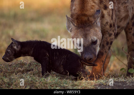 L'Hyène tachetée (Crocuta crocuta) avec de petits de 2 à 3 mois. Le Masai Mara National Reserve, Kenya, juillet Banque D'Images