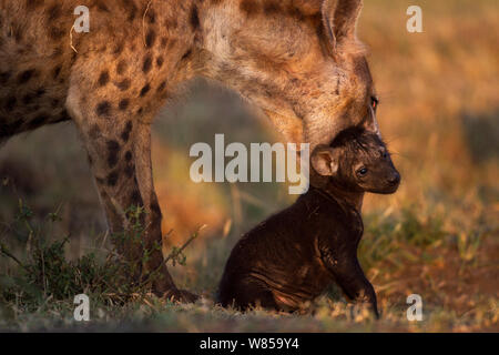 L'Hyène tachetée (Crocuta crocuta) de la préparation d'un chiot âgé de 2 à 3 mois. Le Masai Mara National Reserve, Kenya, juillet Banque D'Images