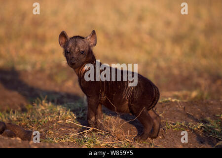 L'Hyène tachetée (Crocuta crocuta) pup âgés de 2 à 3 mois. Le Masai Mara National Reserve, Kenya, juillet Banque D'Images