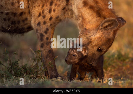 L'Hyène tachetée (Crocuta crocuta) de la préparation d'un chiot âgé de 2 à 3 mois. Le Masai Mara National Reserve, Kenya, juillet Banque D'Images